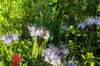 Biene auf Phacelia-Blume