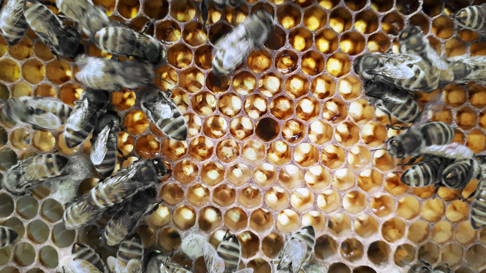 Ein Bienenschwarm auf einer Honigwabe